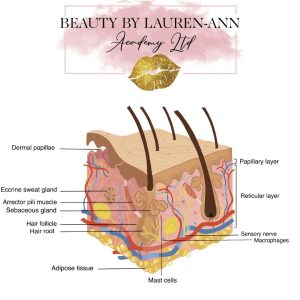 Level 3 Award in Understanding Human Anatomy and Physiology